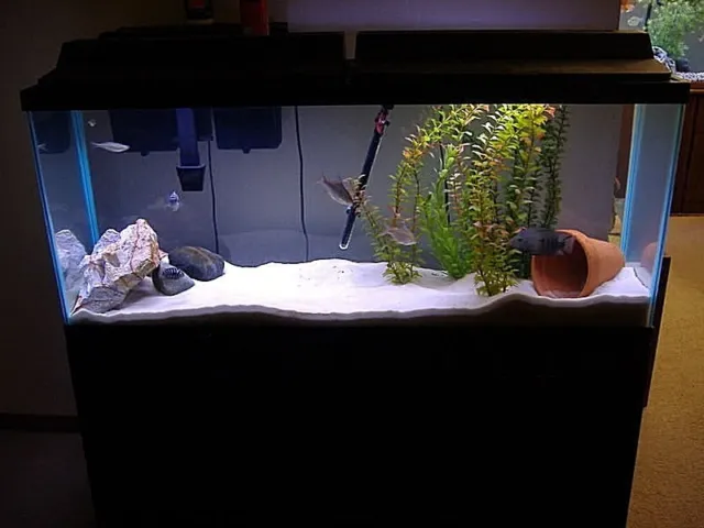 Super White Fish Tank Aquarium  Sand Cichlid / Crafts / Beta / Ant's   8 Lbs 9