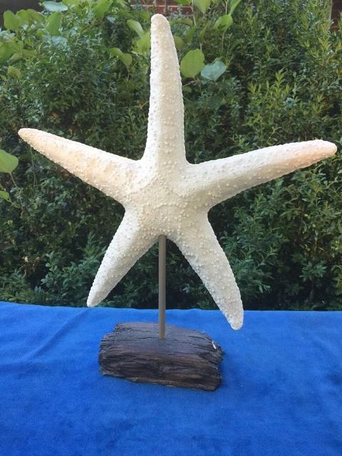 Vintage Mar Sparkle Blanco Arena Encendido Driftwood Escultura Náutico Mar Decor 3