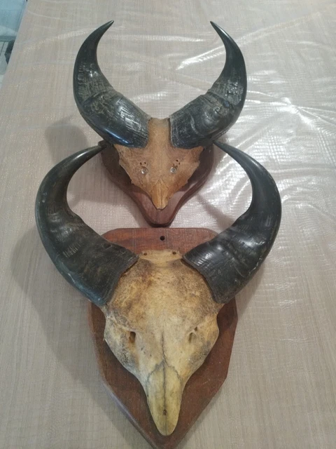 Faisan Empaillé Taxidermie, Bel état, 50 Cm De Haut, Cabinet De Curiosité Ou Trophée De Chasse