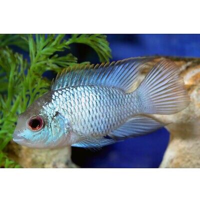 Electric Blue Acara Cichlid Fish