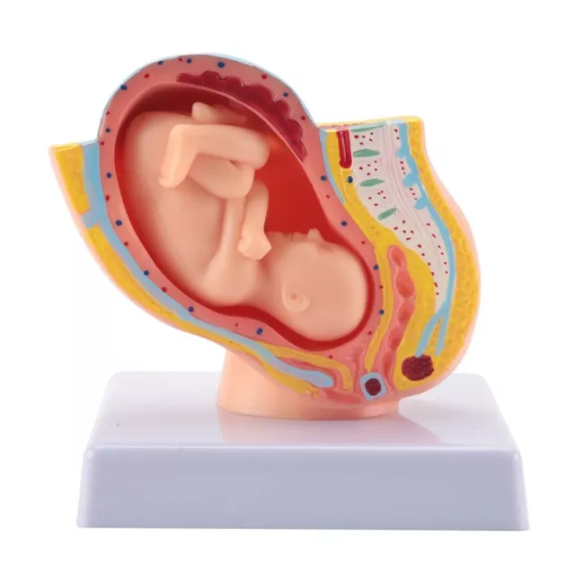 Human Pregnancy Fetal Development 9Th Month Embryonic Pelvic Model Fetus6321