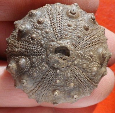 CIDARIS OURSIN FOSSILE LUTETIEN 