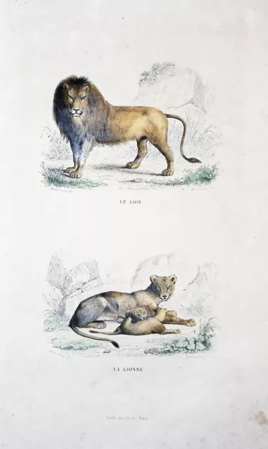 Lithographie Colorise A La  Main Tire De Buffon 1834 Le Lion Et La Lionne