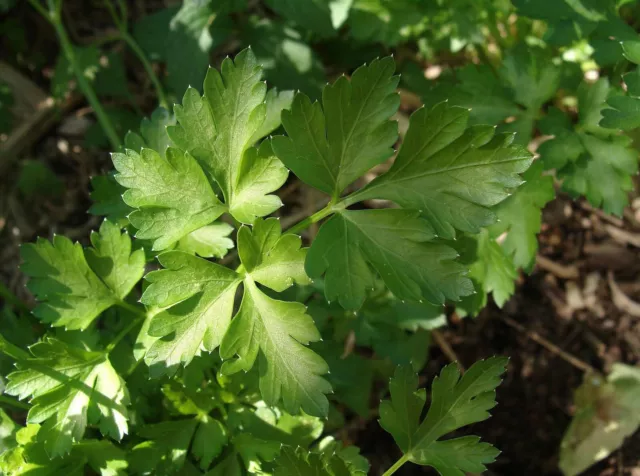 500 Graines de PERSIL GEANT D'ITALIE non traitées - Petroselinum crispum