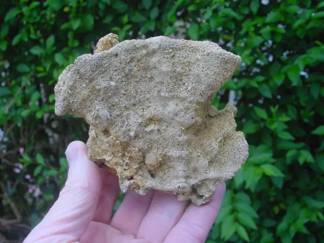 LARGE Aptian Cretaceous Fossil SPONGE Raphidonema contortum Lelapiidae England