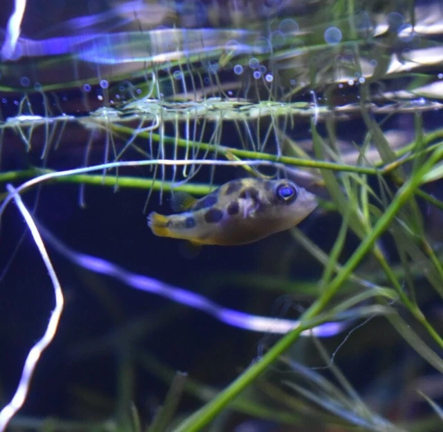 Live Indian Dwarf Pea Puffers *Pack of 3 Freshwater Nano Fish* (PLS READ DESCR)