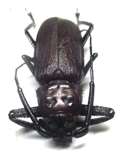 Q003 GNE | CL : Cerambycidae: Prioninae: Armiger species? 40mm****************