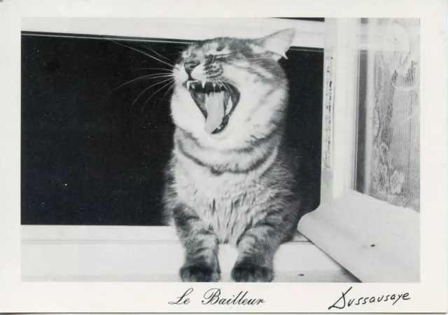 Cpsm / Postcard/ Cat/ Cat Photo Maurice Dussausaye The Lessor