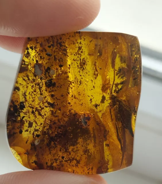 Baltic natural amber, fossil insect - 2 pcs. Weight 12 grams.