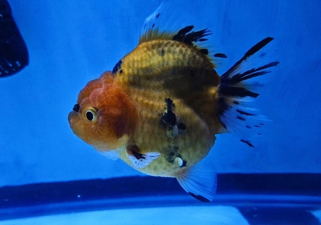 Live Fancy Goldfish Rosetail Oranda Tri Color 4.5in