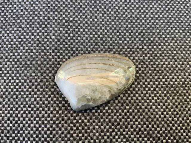 Rare Polished Fossil Bivalve Scunthorpe UK Cardinia sp 200 Million Years Old !