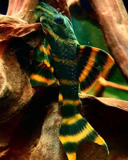 L398 Tiger Pleco Panaqolus Tankei