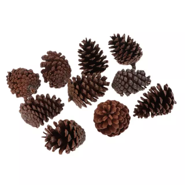 10 Large Dried Pine Cones for Home, Wedding and Party Decoration.