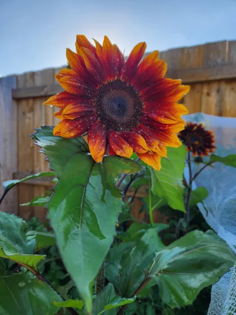 ROYAL VELVET SUNFLOWER SEEDS Summer Cut flower Unique Exotic Sunflower Seeds