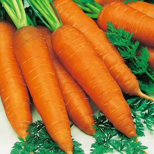 1000 carrot autumn king Seeds, vegetable Garden Fruit Plant, Rare UK