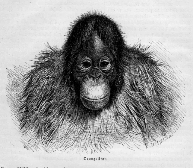 ORANG-UTAN Pongo Menschenaffe  Holzstich von 1891 AFFE