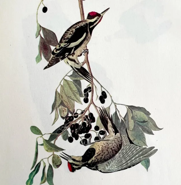 Yellow Bellied Sapsucker Woodpecker Bird Lithograph 1950 Audubon Art Print DWP6B