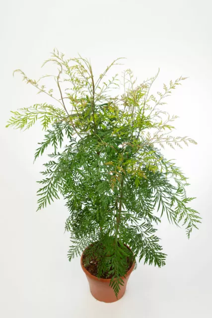 Grevillea robusta silky oak x10 seeds,  Indoor / outdoor foliage house plant.