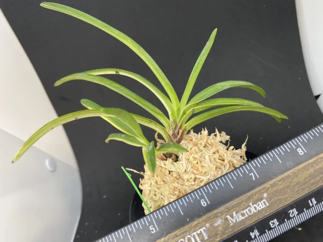 (BIN)Neofinetia falcata(japaneseorchids)stripe/variegation/KEIGA　慶賀