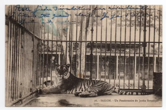 INDOCHINE Cochinchine SAIGON Un tigre pensionnaire du jardin botanique