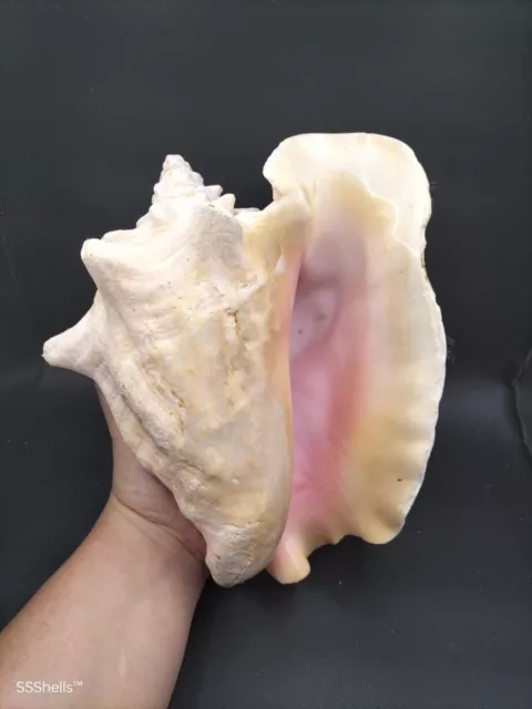 Giant, heavy 10" strombus gigas sea shell. Pink bohemian queen conch moana #9202