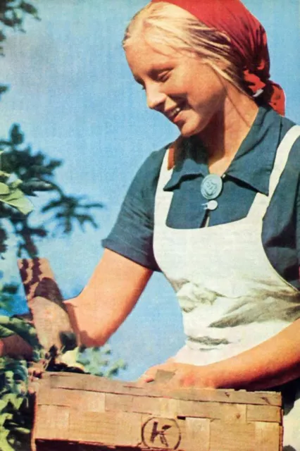 female fruit picker WW2 Photo Glossy 4*6 in B011