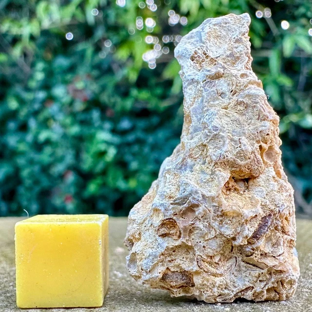 Jurassic Coral Fossil from Wiltshire, UK - Genuine Fossils for Sale