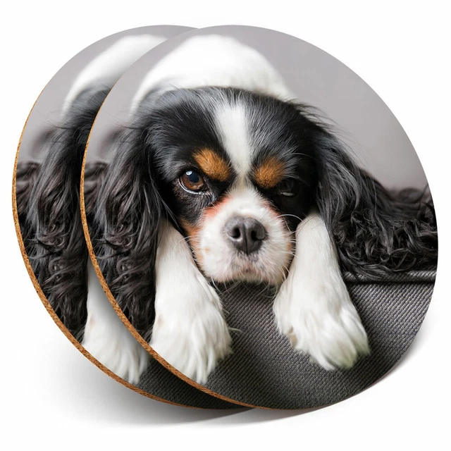 Dog: Blenheim Cavalier King Charles Spaniel pup, in play-bow photo WP50059