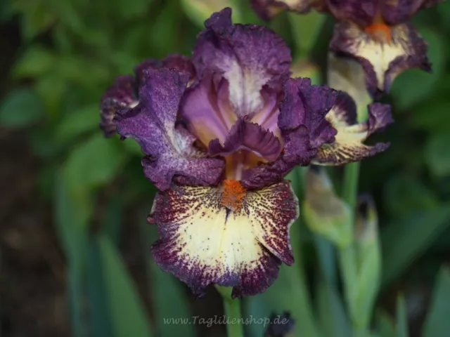 Schwertlilie / Iris " Devil's Playground "