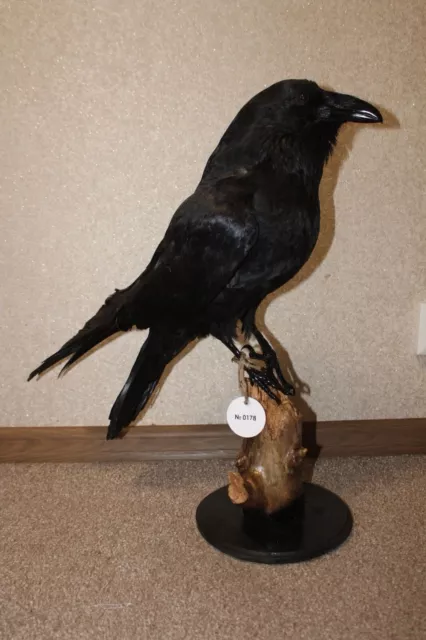 #0178 Taxidermy Stuffed Bird  Crow (Corvus Corone) Eurasian Raven