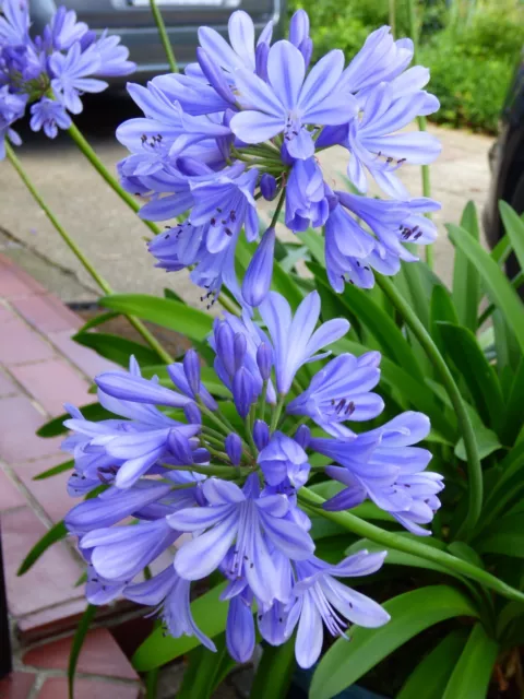 . Schmucklilie Agapanthus  Sommerblüher