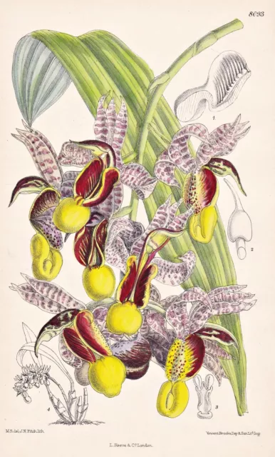 Catasetum Galeritum Brasil Orchidee orchid flower botany lithograph Curtis 8093