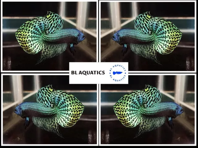 Live Betta Fish High Quality (MALE) Alien Green - USA Seller