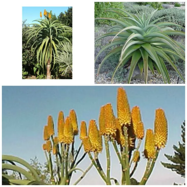 50 graines Aloe thraskii, plantes grasses, cactus,seed succulents F