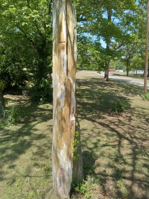 large petrified wood log