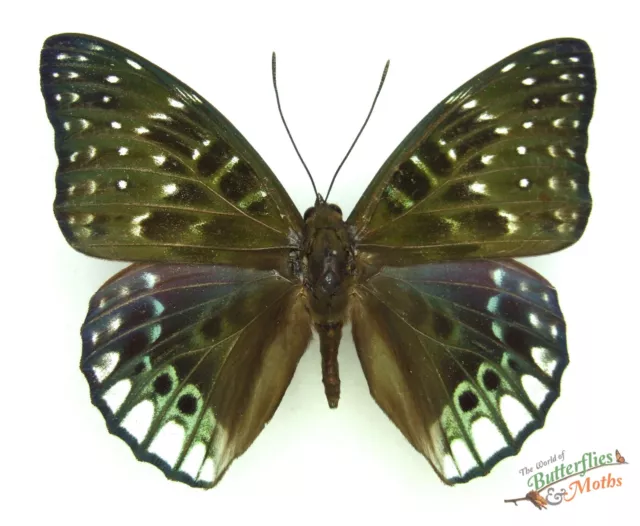 Dichorragia ninus A1- Set x1 butterfly insect entomology frames #j01