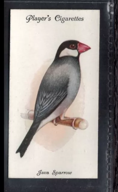 JAVA SPARROW - 90 + year old English Tobacco Card # 40