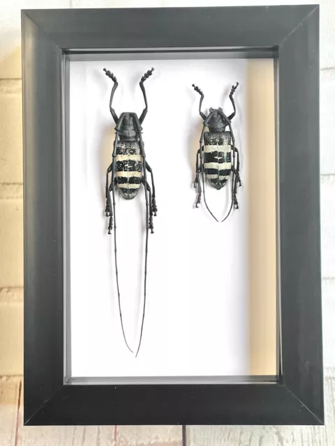 White Striped Longhorn Beetle Pair (Nemophas trifasciatus) Box Frame Display