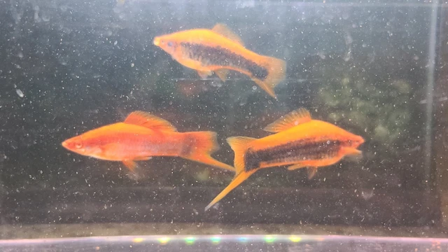 Live Fish - Pair Of SANKE Swordtail (Male & Female) - Freshwater Tropical Aquarium Fish With Java Moss