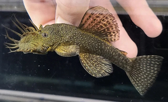 Group of 5+1 Live Small Chocolate Bushynose  Pleco Freshwater Tropical Fish A+++