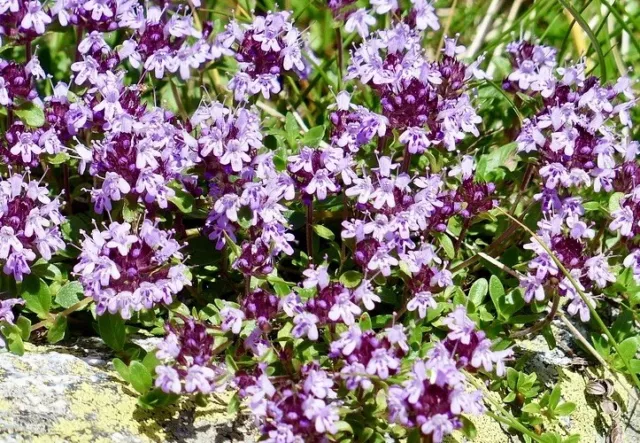 5000 Samen Echter Thymian Thymus Vulgaris Bienenweide Kräuter Gewürz Heilpflanze