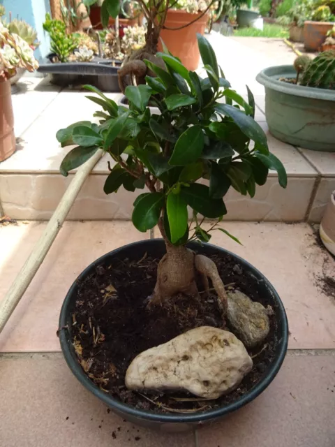 pour déco,collector ,verdure  sur votre bureau pour réver   joli bonzai pot rond