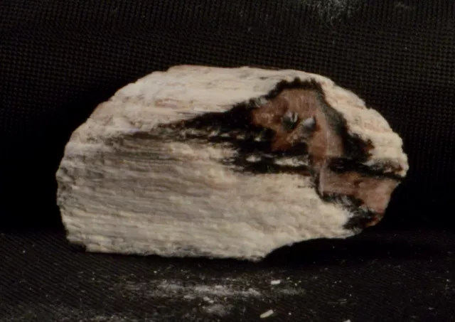#10,211 Opalized Petrified Wood - New Mexico