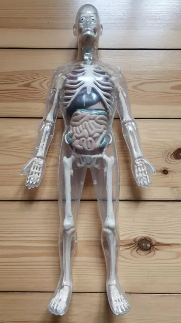 Anatomie Skelett Lehrmittel Acryl 57cm Toys R Us