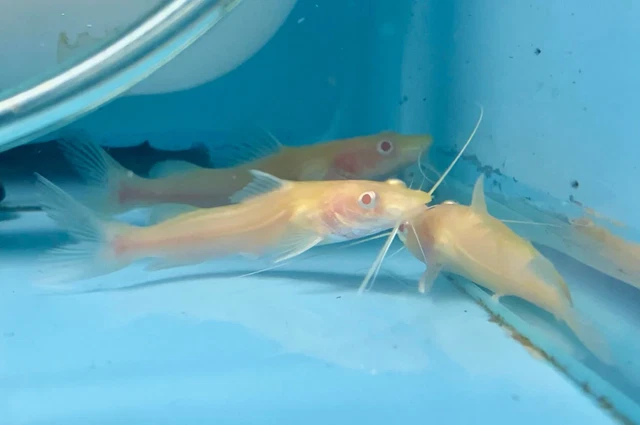 Albino False Asian Redtail Catfish / Hemibagrus nemurus sp. Albino - Live Freshw