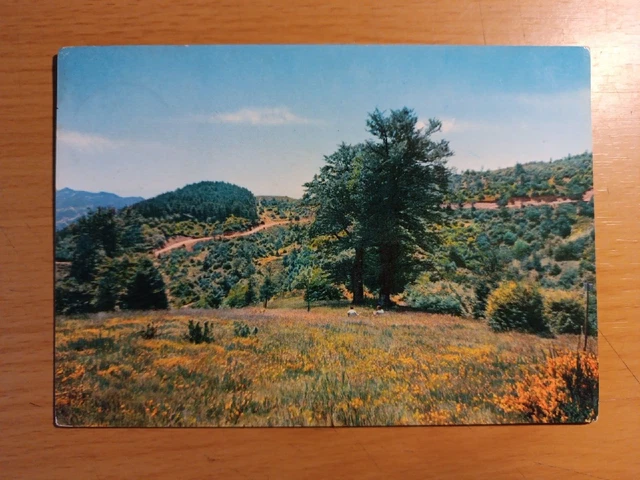 Alta Romagna Sul Monte Fumaiolo In Vista Della Nuova Strada Forestale Viagg 1966