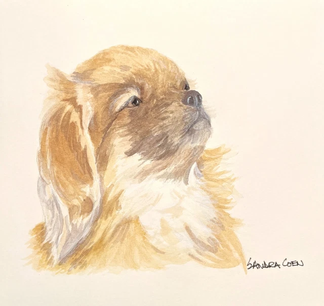 Tibetan Spaniel  Original Watercolor by Sandra Coen Head Portrait