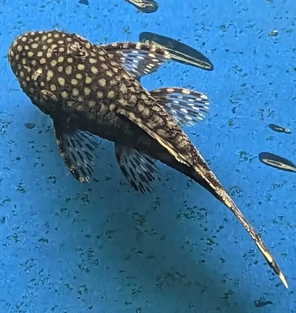 2 Bristlenose Pleco (Ancistrus sp.) 3" to 4" Assorted Alb, Blk