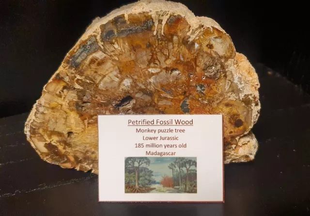 Petrified Fossil Wood, Monkey Puzzle Tree,  Jurassic 185 million yrs old, 4.5 in