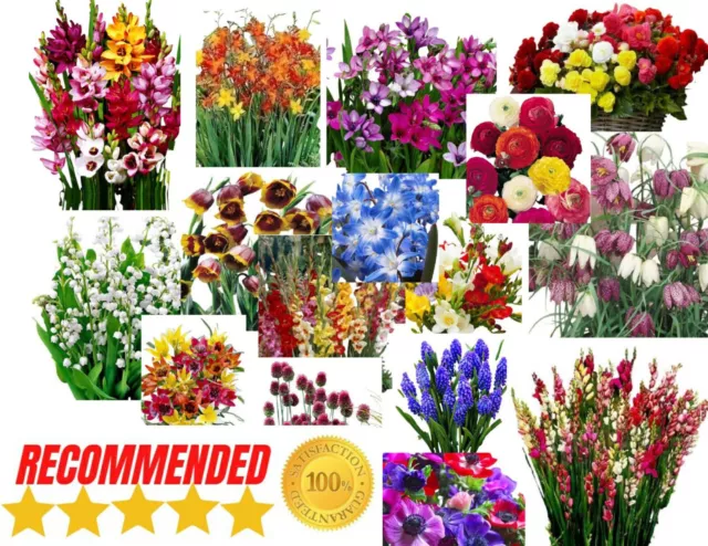 Mixed Beautiful Garden Flowers Bulbs/Corm Spring Summer Hardy Perennial Plant